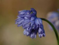 Rich sky blue flowers in bunches on rigid stems